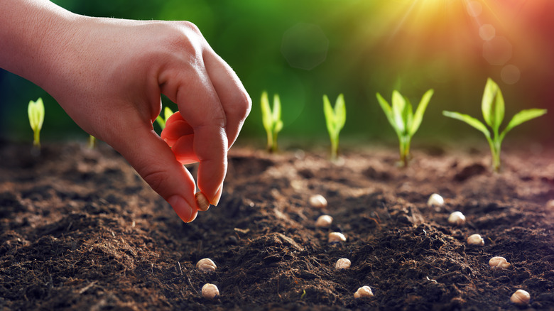 gardener sowing seeds in soil