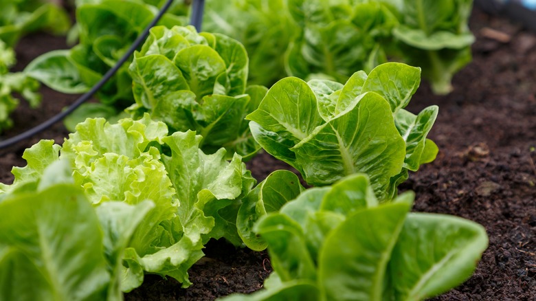 lettuce in a garden