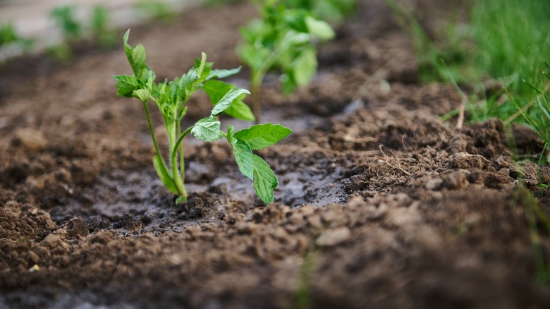 young tomato seedlings