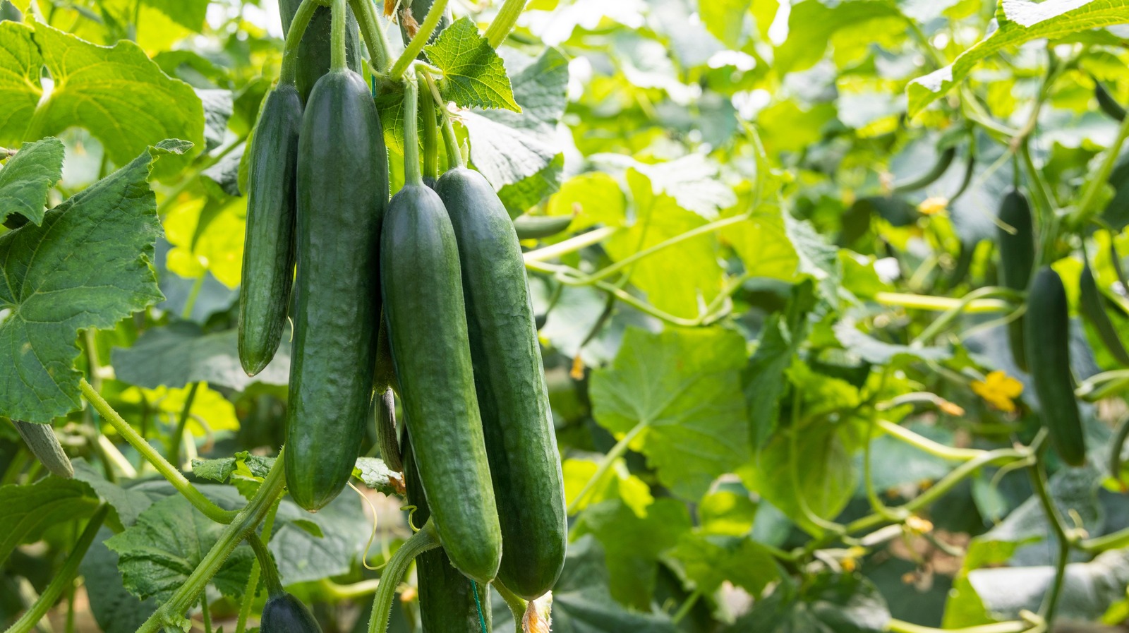 What Is The Best Time Of Year To Plant Cucumbers 