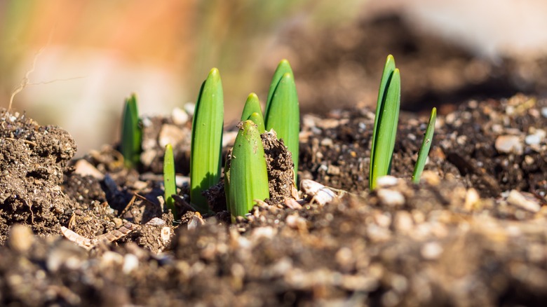 Daffodils sprouting from ground