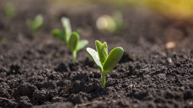 sprouting plants