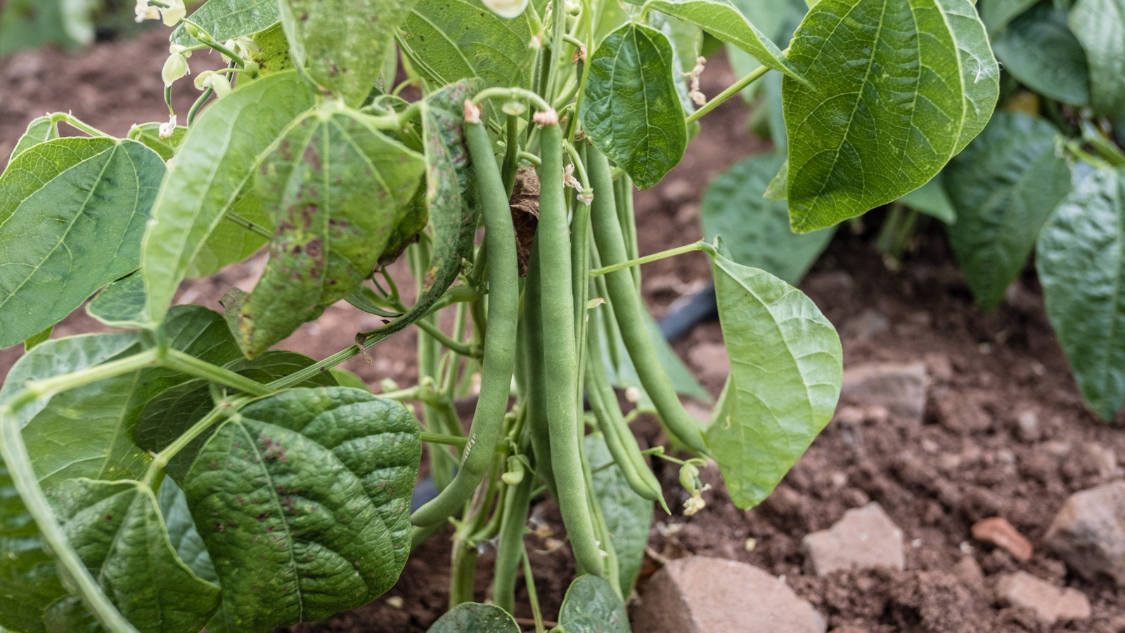 What Is The Best Time Of Year To Plant Green Beans 