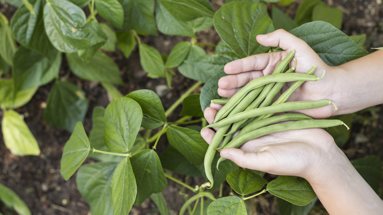 green beans and plant