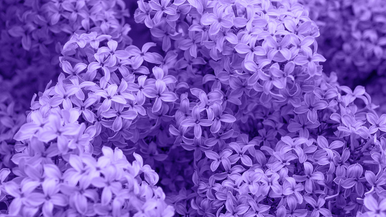 close up of lilac flowers