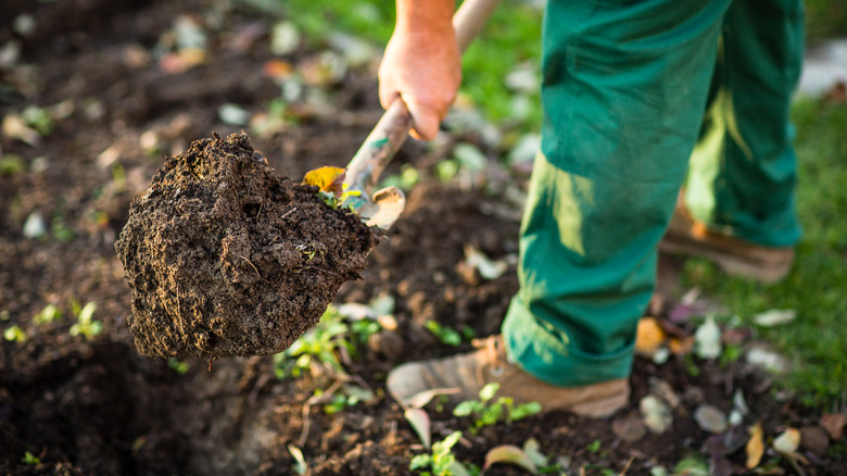 gardener digging hole for lilacs