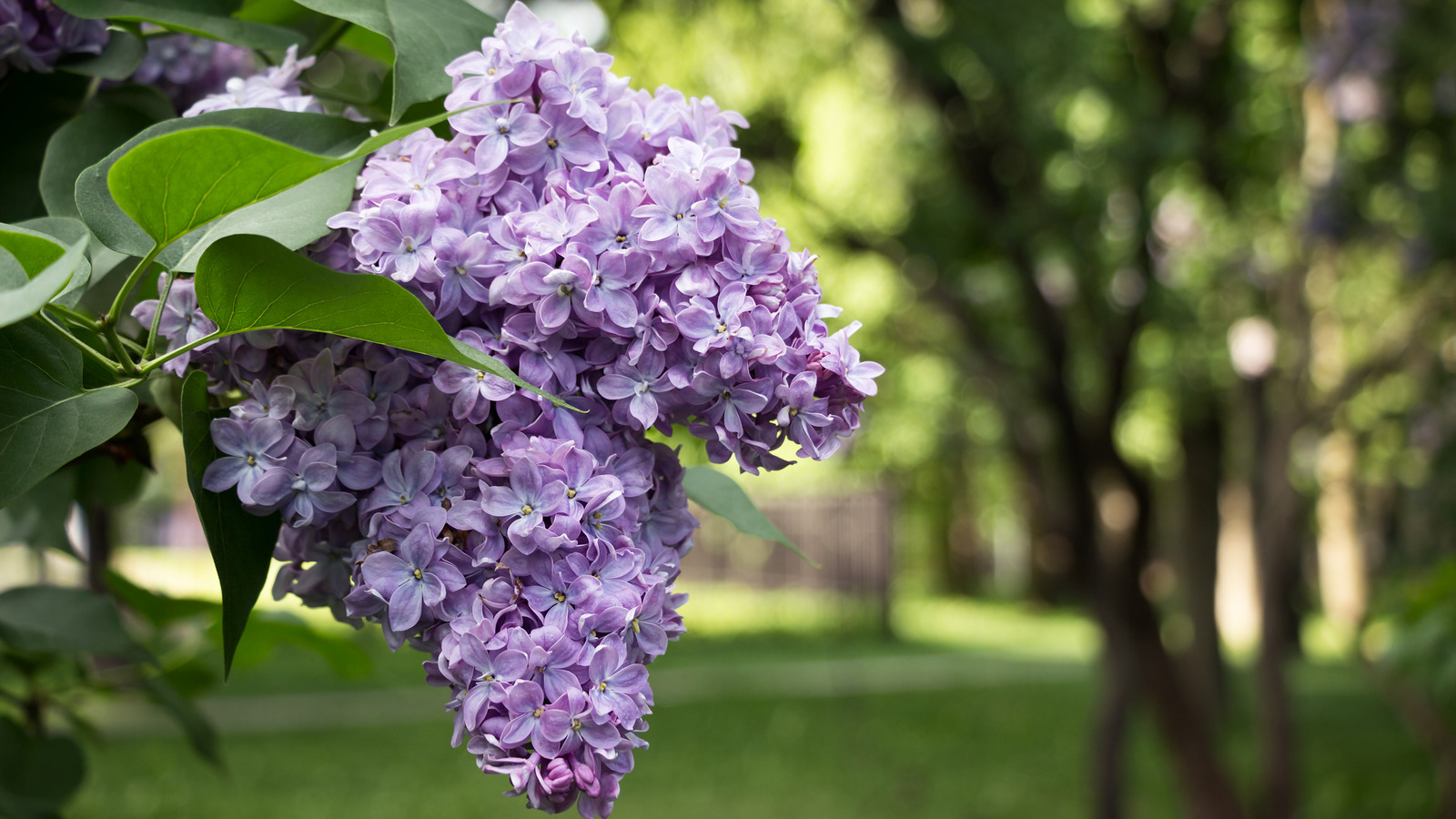 Lilac Tree Vs Lilac Bushes: How To Grow & Identify Types of Lilac Flowers,  Plants
