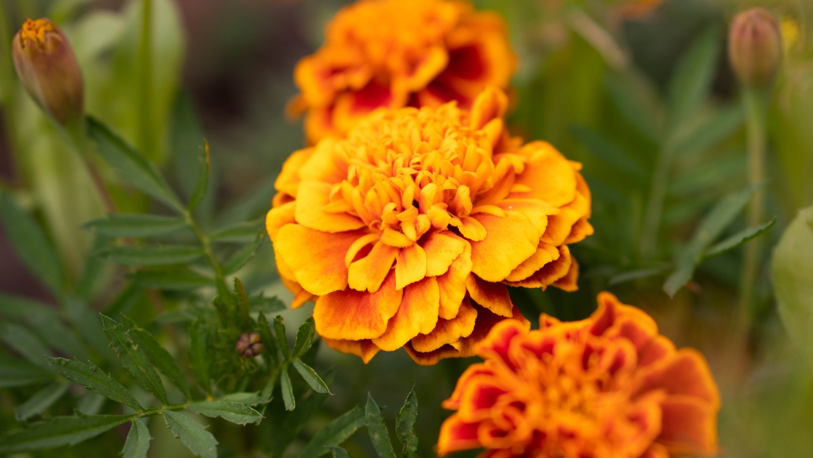 What Is The Best Time Of Year To Plant Marigolds 