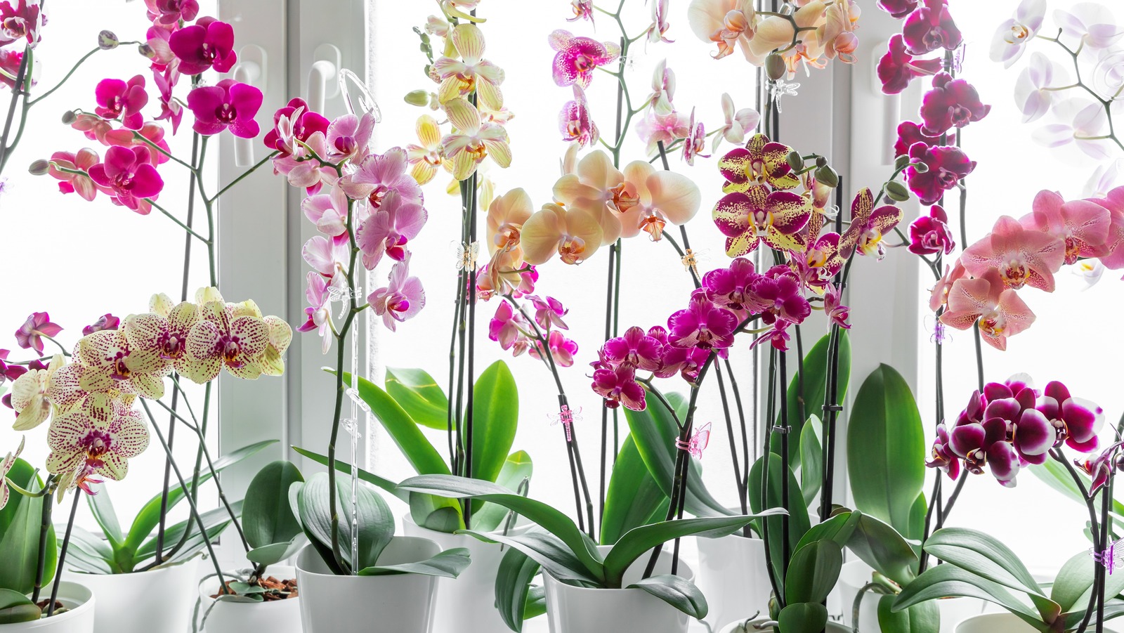 What Is The Best Time Of Year To Plant Orchids?