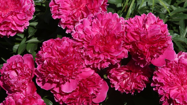 group of fuchsia peonies