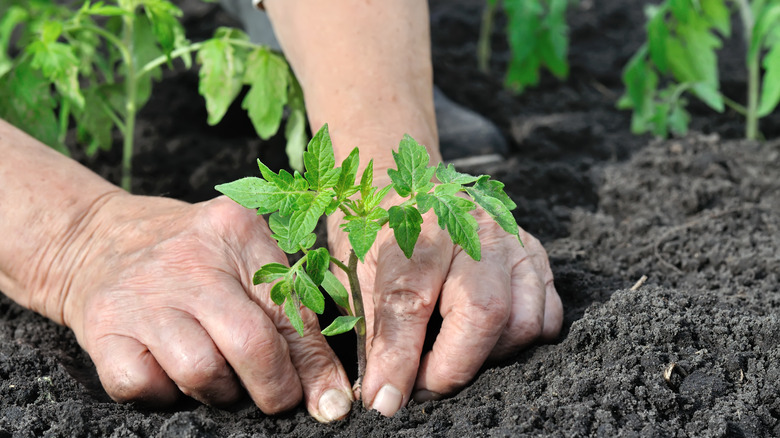 Gardener planting tomato seedlings 