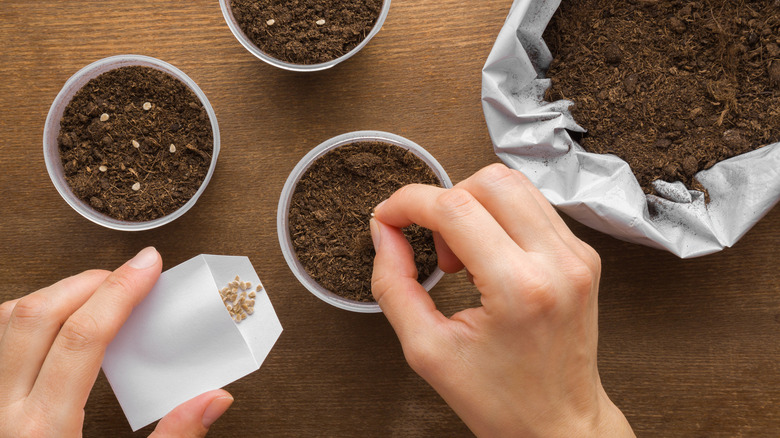 Person planting seeds indoors 