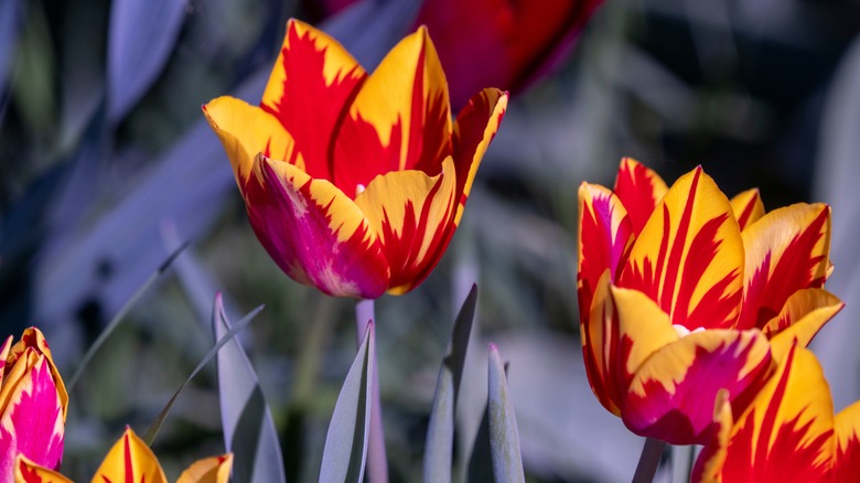 Red and yellow parrot tulips