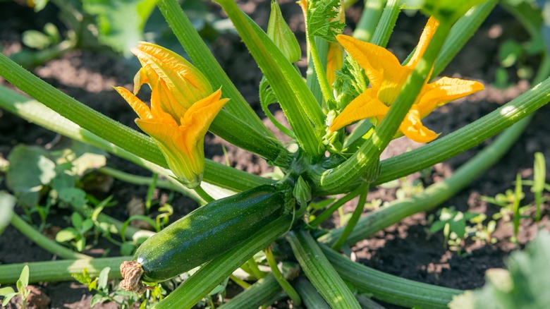 Zucchini plant in garden