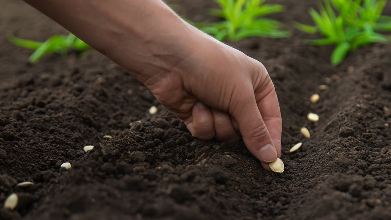 Hand planting zucchini seeds