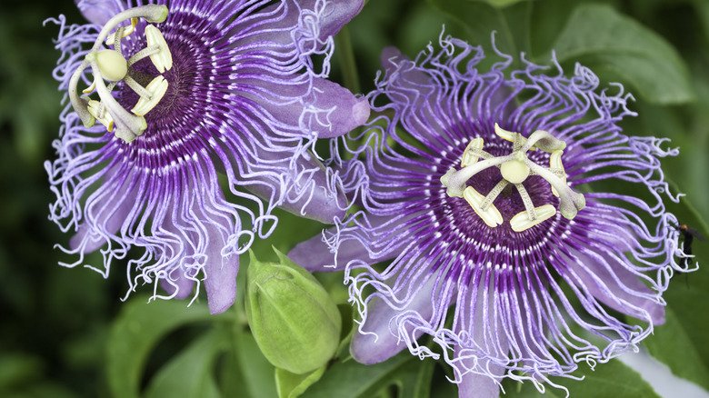 Passion flower