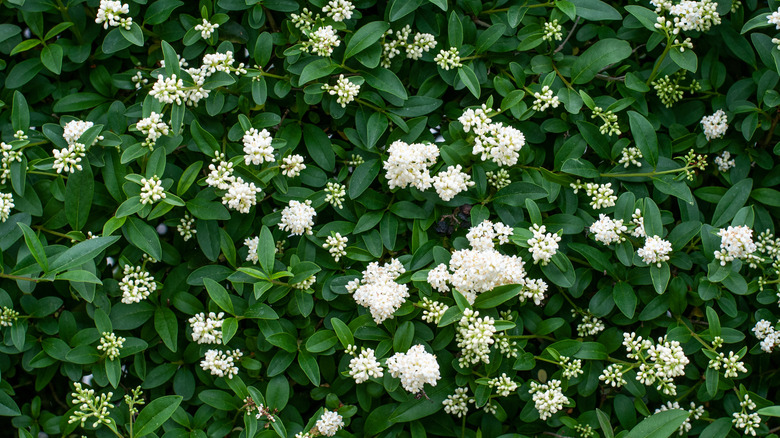 blooming privet