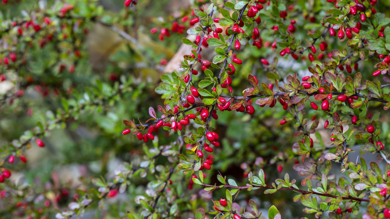 Japanese barberry