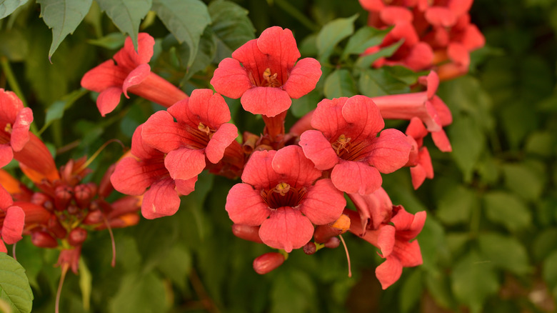 trumpet creeper vine