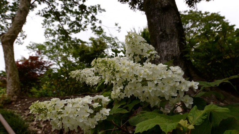 climbing hydrangeas near trees 