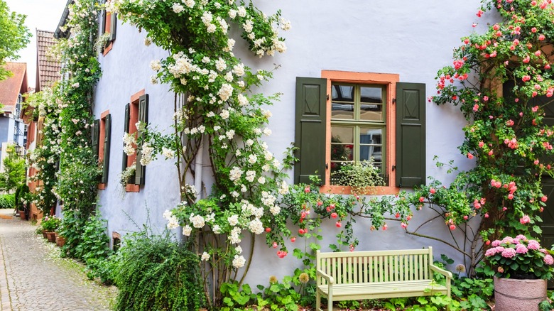 climbing hydrangeas on left, false hydrangeas on right