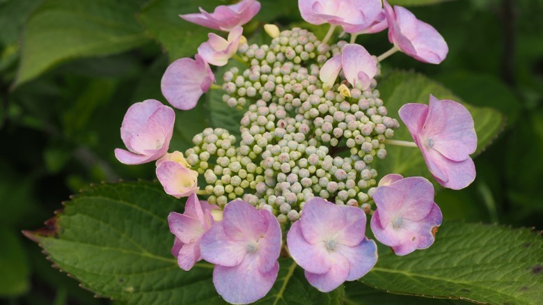 false Japanese pink hydrangeas 