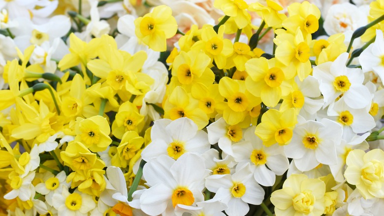 a collection of narcissus flowers 