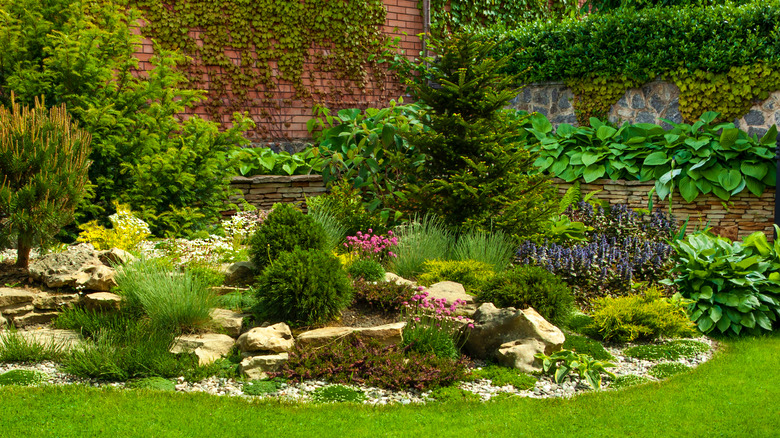 Garden landscape plants