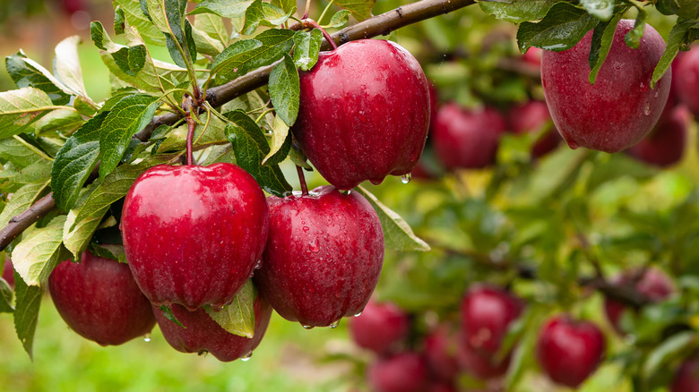 Ripe apples on tree branch