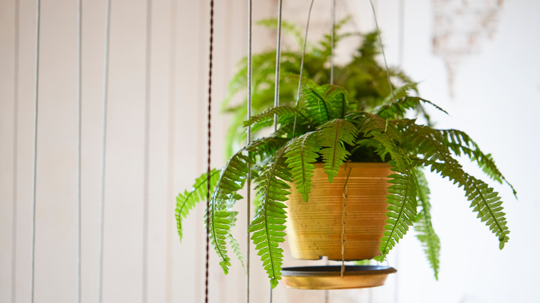 Hanging Boston fern