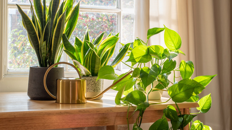 Plants on a windowsill