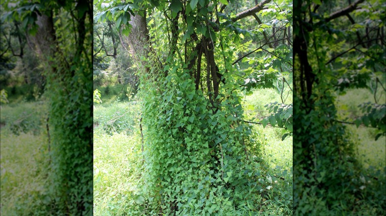 Persicaria perfoliata on a tree