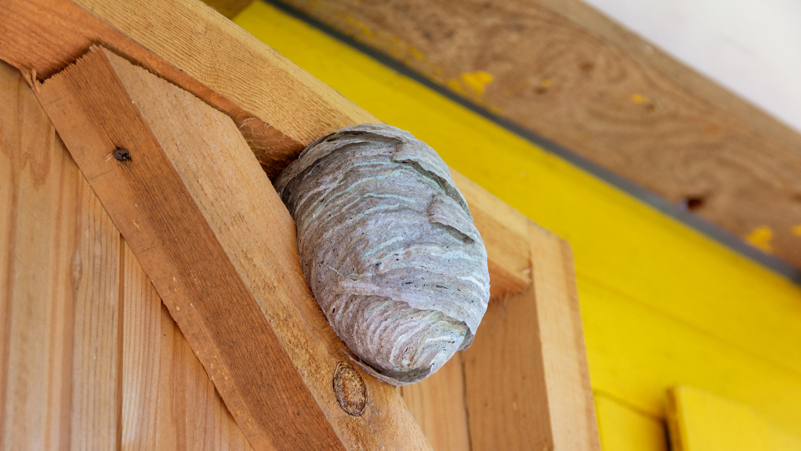 what-is-the-right-time-of-day-to-eliminate-a-wasp-nest