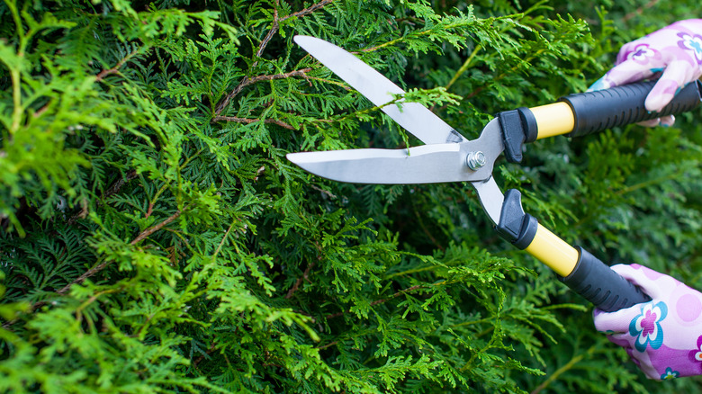 Gardener trimming topiary hedge