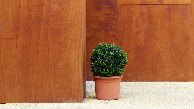 Potted topiary 
