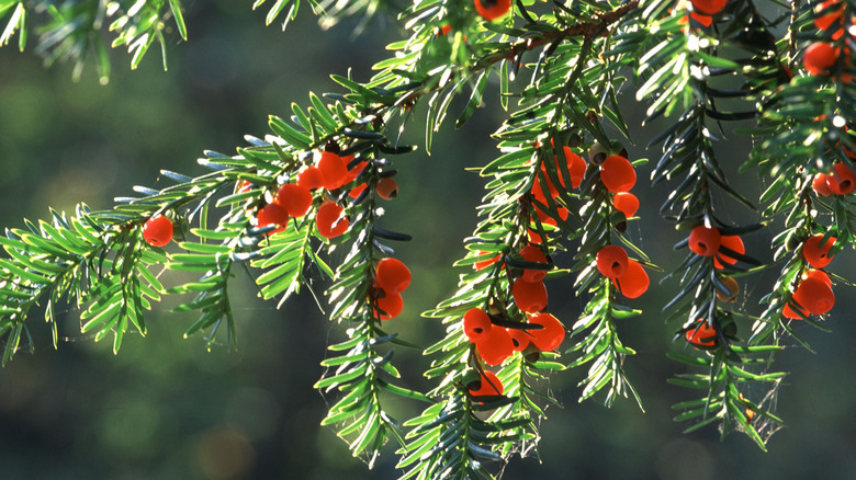 yew shrub with berries