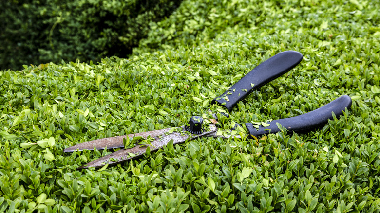 shears on a hedge