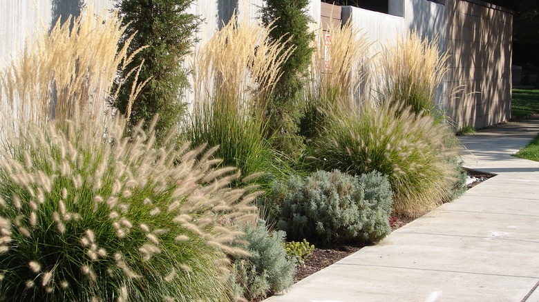 Ornamental grasses in garden