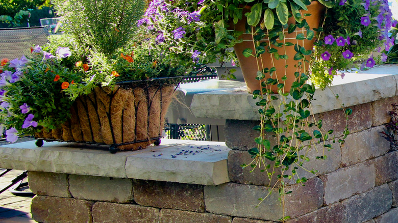 Plant pots on stone wall