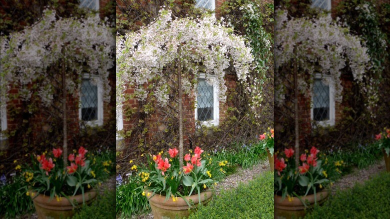 Underplanted tree with flowers