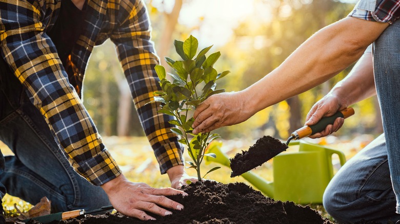 people planting 