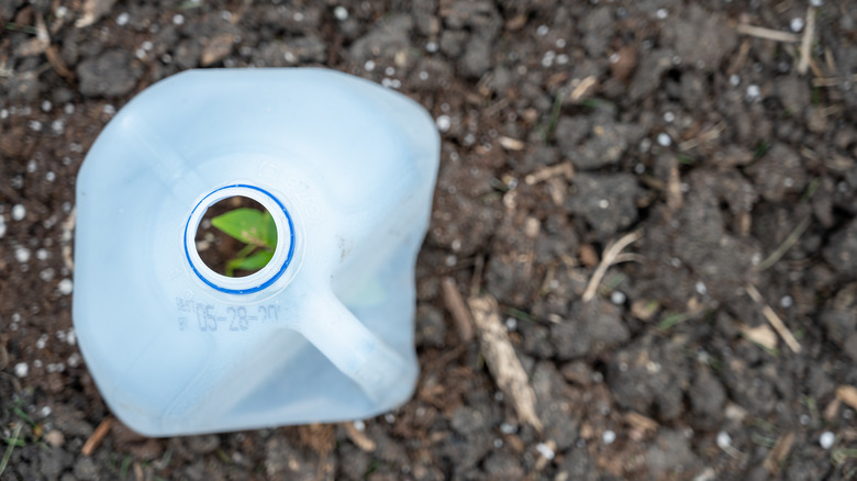 plant in milk jug