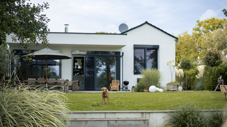 A dog in a tidy backyard behind a modern white stucco house,