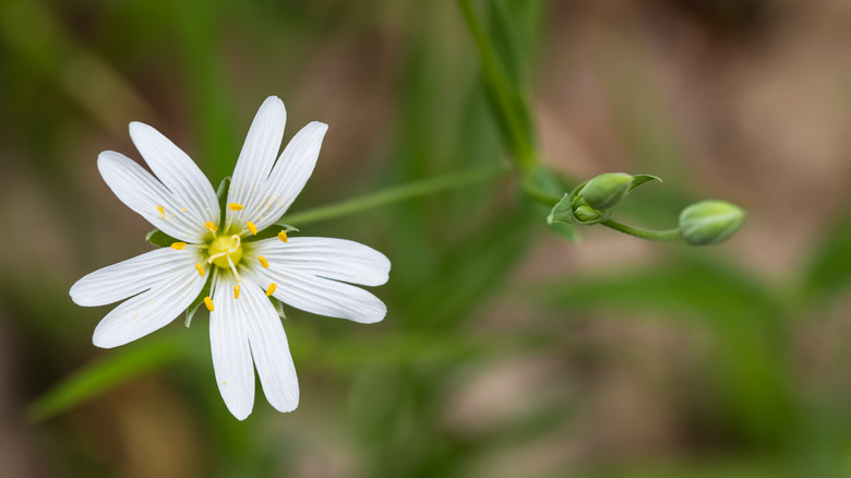 white flowers in chickweed