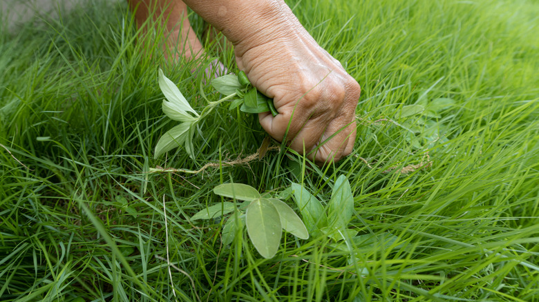 person pulling weeds in yard