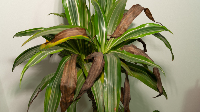 Houseplant has browning leaves