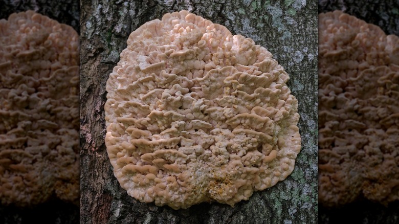 White rot on tree