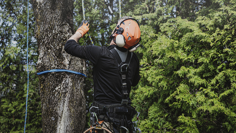 Arborist working on tree