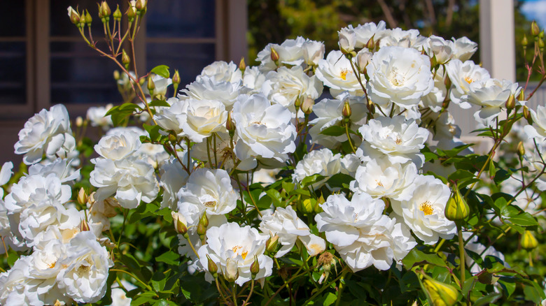 Iceberg rose in bloom