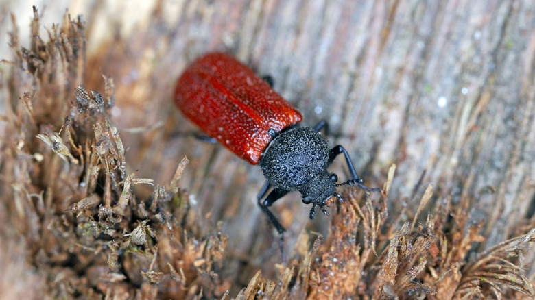 A powderpost beetle sitting on a damaged wooden fence post.